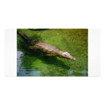 Alligator photo card