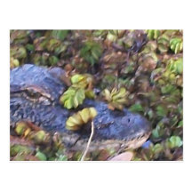 alligator post card