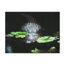Alligator