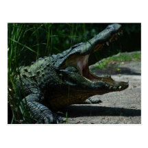 Alligator Postcard