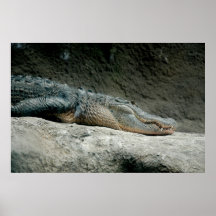 Alligator Posters