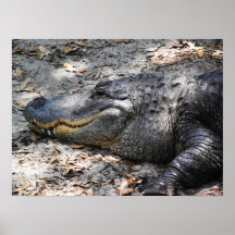 Alligator poster.