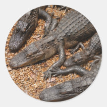 alligators stickers