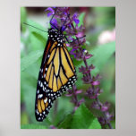 Allison's butterfly poster