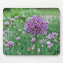Allium and Chives at Graeme Park Mouse Pad