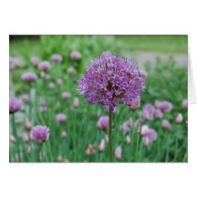 Allium & Chives at Graeme Park Greeting Cards