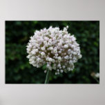 Allium  Flower Print
