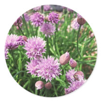 Allium Flowers Round Sticker