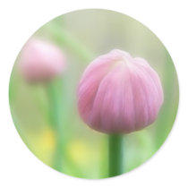 Allium Schoenoprasum - Chive bud