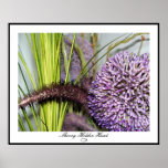 Allium Watercolor - Colossal Size Print