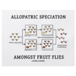 Allopatric Speciation Amongst Fruit Flies flyers