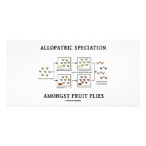 Allopatric Speciation Amongst Fruit Flies