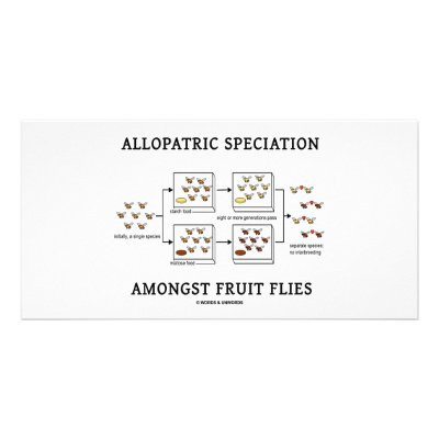 Allopatric Speciation Amongst Fruit Flies by wordsunwords