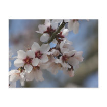 Almond Blossom Post Cards
