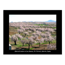 Almond blossom postcard - Chirivel, Spain