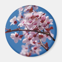 Almond Blossom Refrigerator Magnets