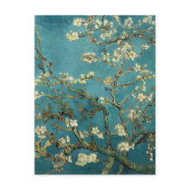 Almond Branches in Bloom Post Card