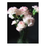 Almost White Carnations 2 Post Card