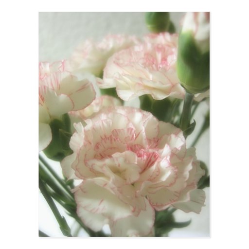 Almost White Carnations 6 Postcards