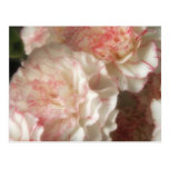 Almost White Carnations 7 Post Card