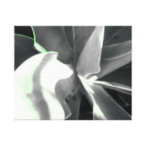 ALOE GALLERY WRAPPED CANVAS