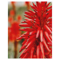 Aloe flowers personalized flyer