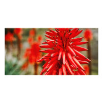 Aloe flowers photo cards