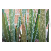 Aloe Forest Card