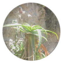 Aloe Plant. Plates