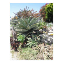 Aloe Vera Cactus Postcard