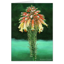 Aloe vera greeting cards