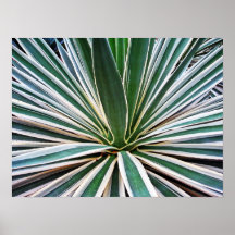 Aloe Vera Posters