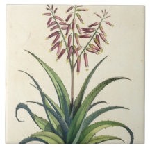 Aloe Vera Vulgaris, from 'Phytographia Curiosa', p Ceramic Tiles