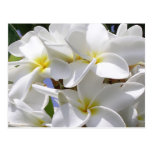 "Aloha d'Hawaï !" Carte postale magnifique de Plum