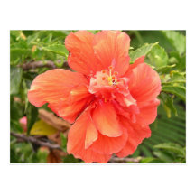 "Aloha from Hawaii!" Hibiscus Flower Post Card