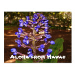 Aloha from Hawaii Postcards