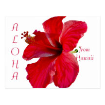 Aloha from Hawaii Red Hibiscus Post Cards
