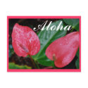 Aloha Hawaii Anthurium postcards