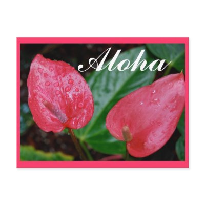 Aloha Hawaii Anthurium Postcards by Rebecca_Reeder