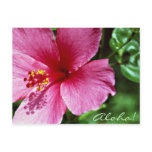 Aloha! Pink Hibiscus Postcards