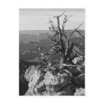 Alone in Arizona Postcard