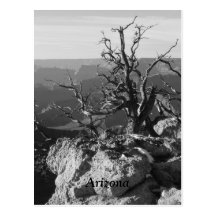 Alone in Arizona Postcard