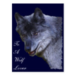 Aloof Grey Wolf Postcard