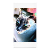 Aloof Siamese Cat Altered Photo Card I