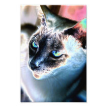 Aloof Siamese Cat Altered Photo Print