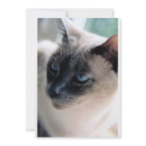 Aloof Siamese Cat Invitation