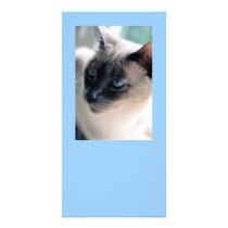 Aloof Siamese Cat Photo Card