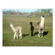 Alpaca and Two Cria Photo Print