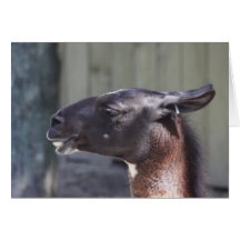 Alpaca Card