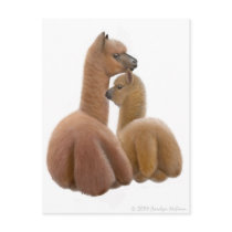 Alpaca Love Postcard